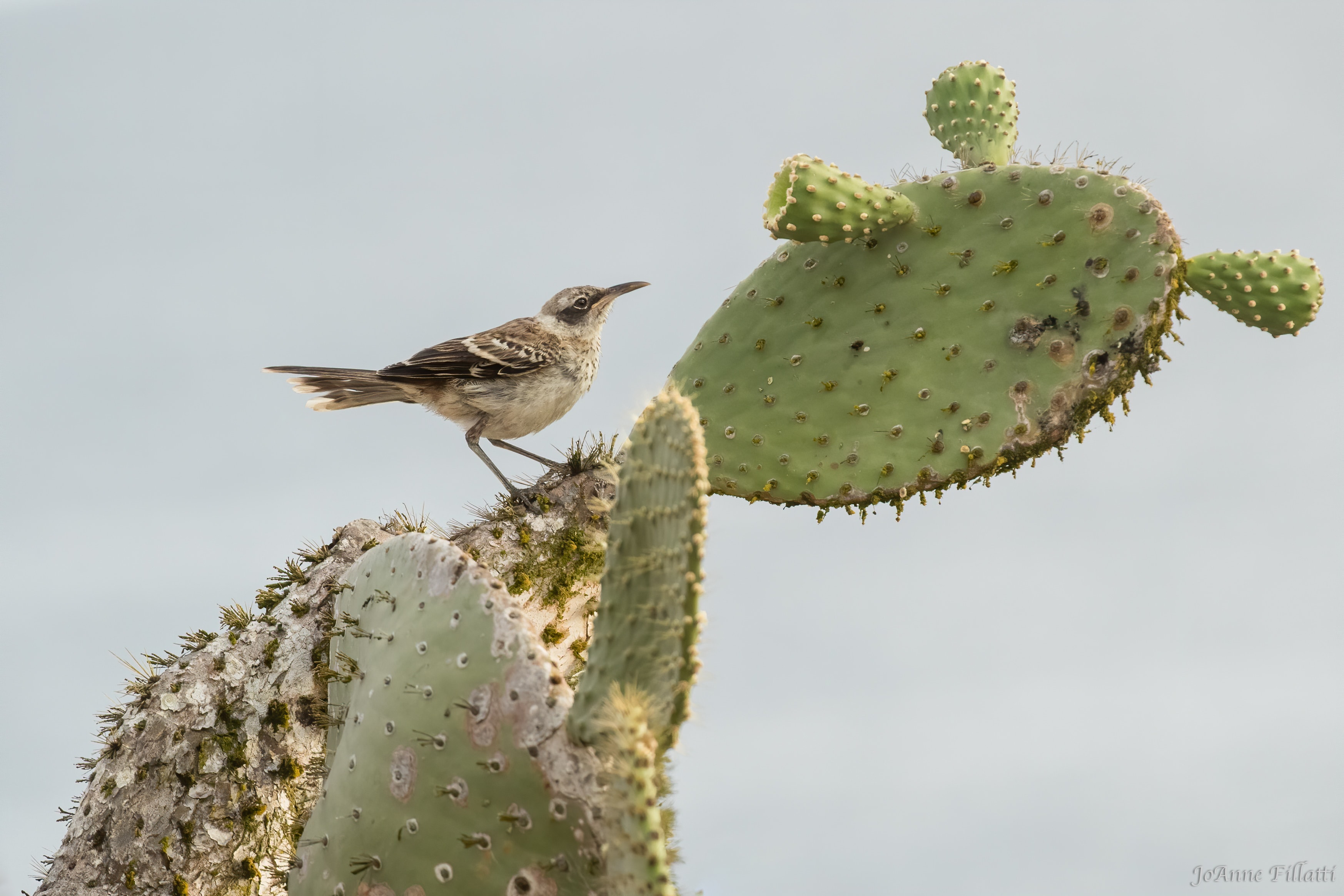 bird of galapagos image 27